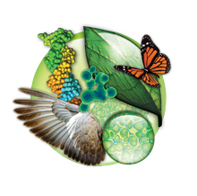 Imagen representativa de la Biología(DNA, Ala de Ave, Hoja y Mariposa, Molécula y células de planta)