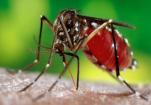 Imagen del mosquito que trasmite el zika